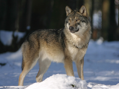 wolf_640x480.png