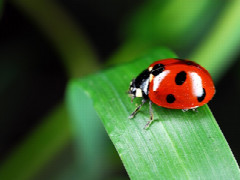 ladybug-320x240.jpg