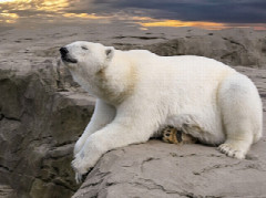 polar-bear-7955893_320x240.jpg